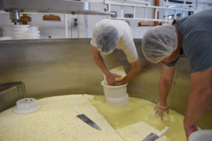 Mahoe Farmhouse Cheese, based at Oromahoe, just outside Kerikeri is now retailing its award winning cheeses online.